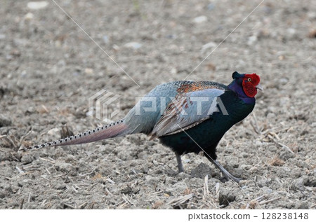 beautiful pheasant beautiful pheasant 128238148