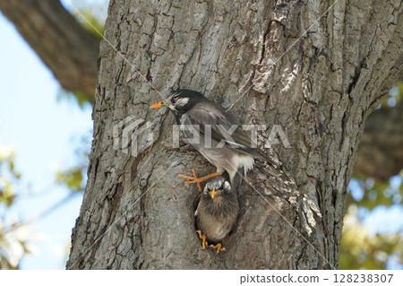 椋鳥從洞裡探出頭來 椋鳥從洞裡探出頭來 128238307