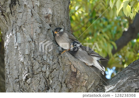 椋鳥擠在一起 椋鳥擠在一起 128238308