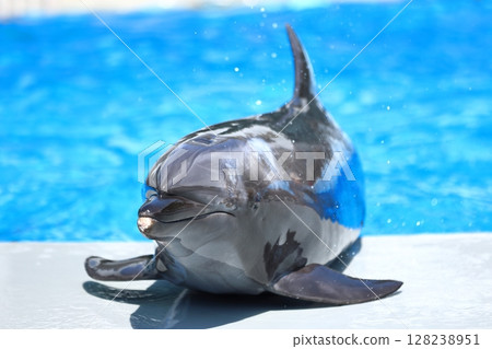 Dolphin Sea Kirara Dolphin Sea Kirara 128238951
