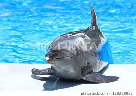 Dolphin Sea Kirara 128238952