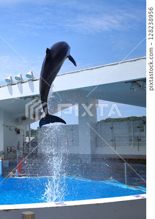 Dolphin Sea Kirara 128238956