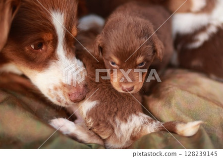 Mother dog is laying down with her puppies Mother dog is laying down with her puppies 128239145