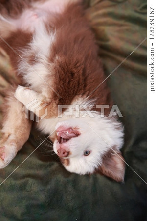 Brown and white dog is laying on a green blanket 128239167