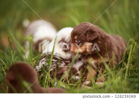 Brown and white puppy is laying in the grass with other puppies Brown and white puppy is laying in the grass with other puppies 128239169