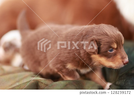 Brown puppy is standing on a green blanket Brown puppy is standing on a green blanket 128239172