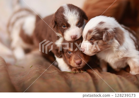 Three puppies are cuddling on a bed 128239173