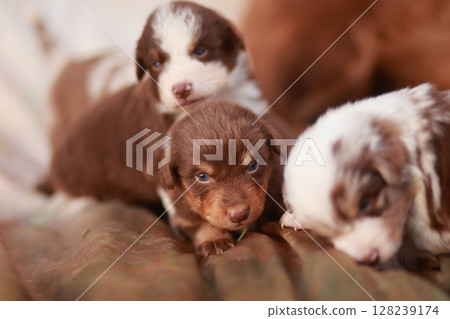Three puppies are laying on a bed, one of which is brown and white 128239174