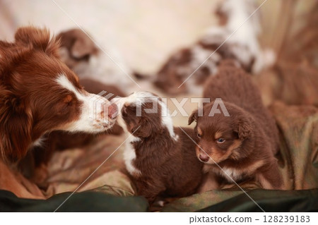 Mother dog and her puppies are laying on a blanket 128239183