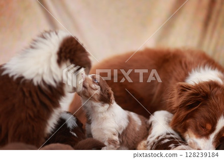 Group of puppies are laying down and one of them is licking another Group of puppies are laying down and one of them is licking another 128239184