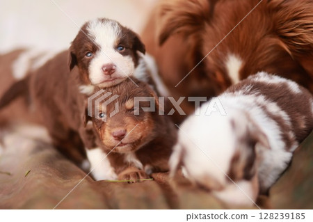Group of puppies are laying on a bed 128239185