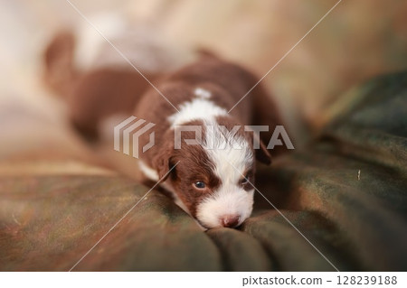 Brown and white puppy is laying on a green blanket 128239188
