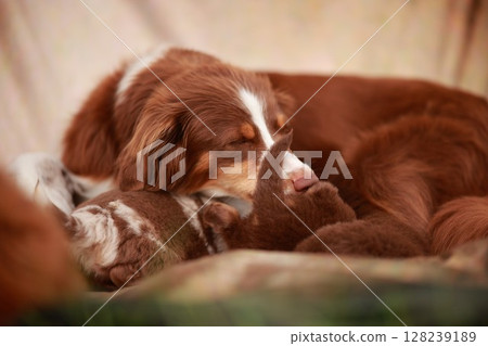 Brown and white dog is sleeping on a bed with a baby dog Brown and white dog is sleeping on a bed with a baby dog 128239189