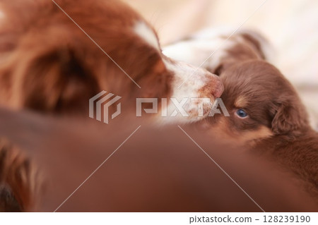 Mother dog is nursing her puppies Mother dog is nursing her puppies 128239190