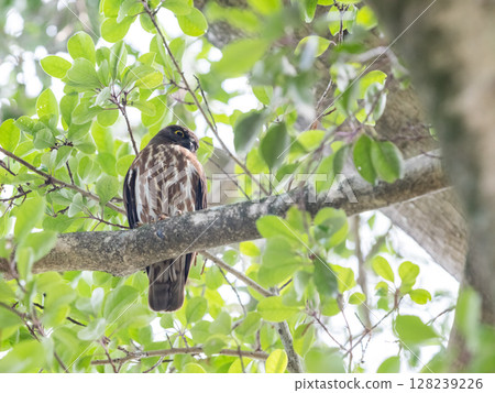 [Wild bird] A barn owl watching over a tree branch 128239226