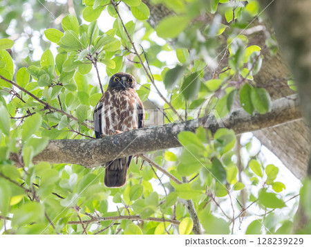[野生鳥類] 一隻倉鴞守在樹枝上 128239229
