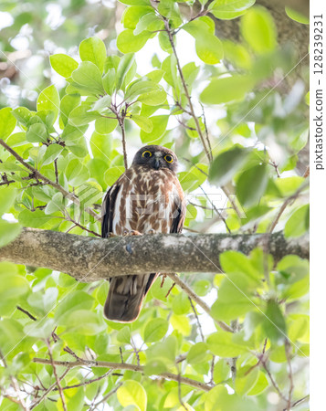 [野生鳥類] 一隻倉鴞守在樹枝上 128239231