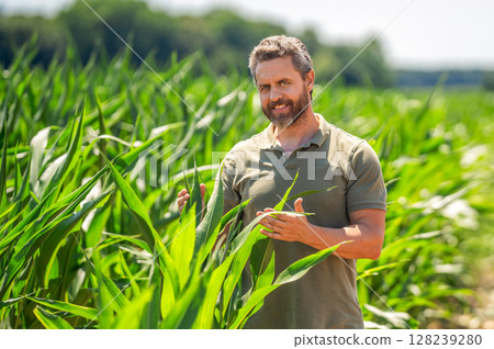 Farmer agronomist. Crop harvest. Farmer check wheat. Agricultural wheat at harvest time. Countryside crop. Agronomist man harvesting at crop field. Ripe agriculture. Harvest Hispanic man at field 128239280
