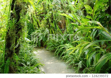 熱帶植物歡迎您 128239372