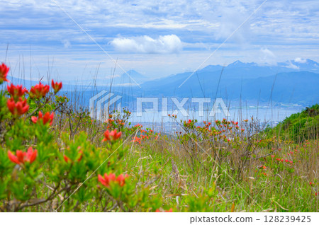 諏訪湖、富士山、蓮華杜鵑花 [從高木崎高原的眺望台拍攝] 128239425