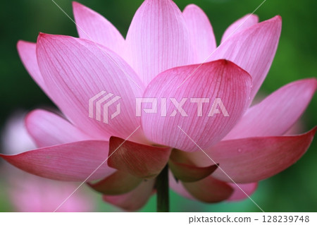 紅蓮花 紅蓮花 128239748