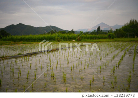 Paddy field 128239778