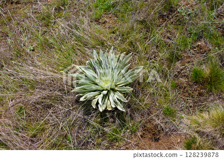 Desert plants from above 128239878