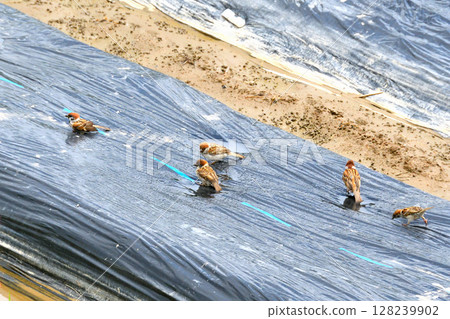 麻雀戲水洗澡 128239902