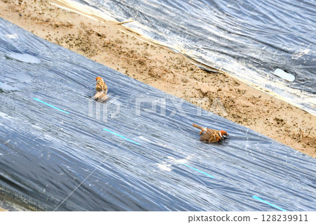 Sparrows playing in water and bathing 128239911