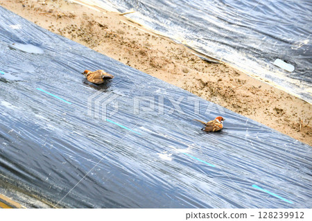 麻雀戲水洗澡 128239912