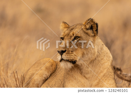 Portrait of a Lioness looking ahead in Kruger National Park in South Africa 128240101