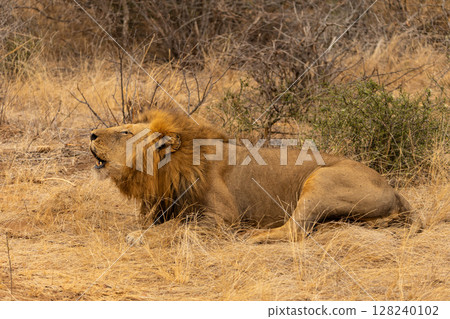 Close up of a Lion Lying Down and Roaring in Kruger National Park in South Africa Close up of a Lion Lying Down and Roaring in Kruger National Park in South Africa 128240102