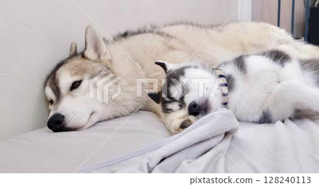 Two Siberian Huskies taking a nap together! 128240113