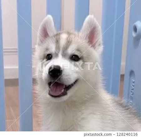 This smile is irresistible! Siberian Husky 128240116
