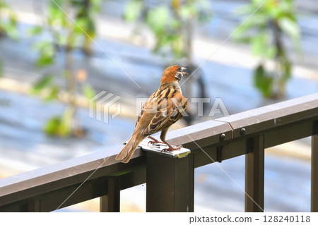 麻雀：麻雀親子、幼鳥 128240118