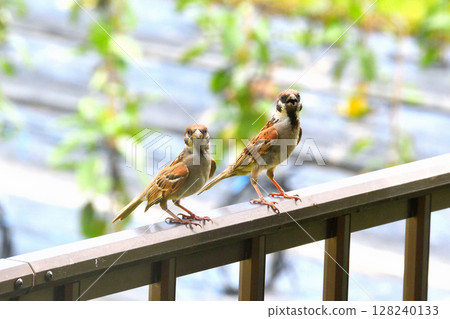 麻雀：麻雀親子、幼鳥 128240133