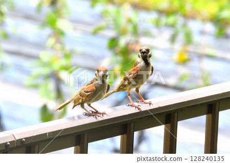 Sparrows: Sparrow parents and children, young birds Sparrows: Sparrow parents and children, young birds 128240135