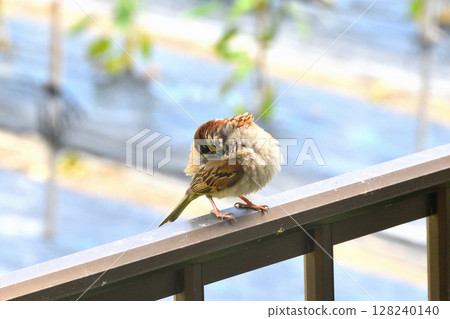 Sparrows: Sparrow parents and children, young birds Sparrows: Sparrow parents and children, young birds 128240140