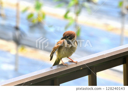 麻雀:麻雀親子、幼鳥 麻雀:麻雀親子、幼鳥 128240143