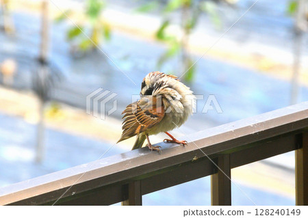 Sparrows: Sparrow parents and children, young birds 128240149