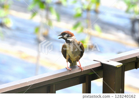 麻雀:麻雀親子、幼鳥 麻雀:麻雀親子、幼鳥 128240162