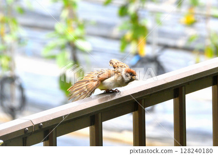 麻雀：麻雀親子、幼鳥 128240180