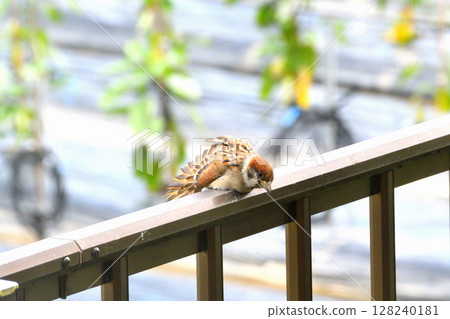Sparrows: Sparrow parents and children, young birds 128240181