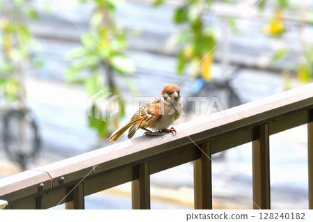 Sparrows: Sparrow parents and children, young birds 128240182