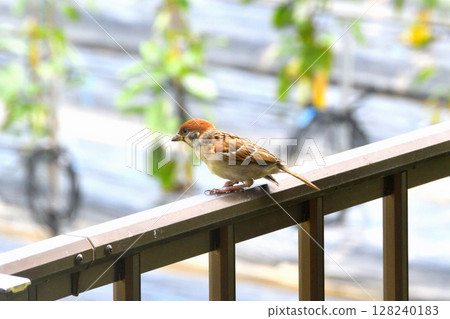 麻雀：麻雀親子、幼鳥 128240183