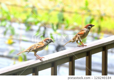 麻雀:麻雀親子、幼鳥 麻雀:麻雀親子、幼鳥 128240184