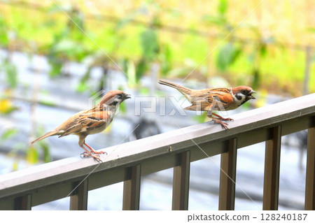 Sparrows: Sparrow parents and children, young birds Sparrows: Sparrow parents and children, young birds 128240187