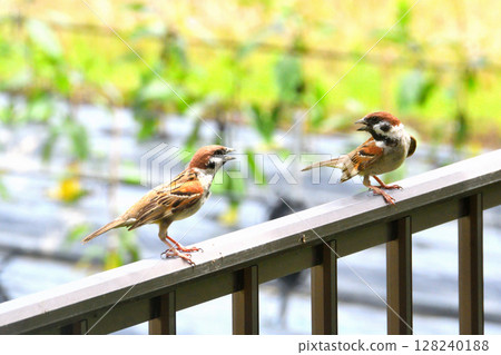 Sparrows: Sparrow parents and children, young birds Sparrows: Sparrow parents and children, young birds 128240188