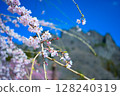 垂枝櫻花和妙義山 128240319