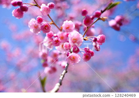 Sakura that shines in the blue sky 128240469